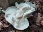 Nyári laskagomba (Pleurotus pulmonarius), Budai-hegység